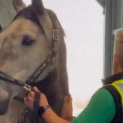 Mahsur kalan y&uuml;zlerce yarış atı Bel&ccedil;ika&rsquo;ya ulaştırıldı