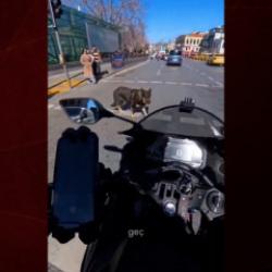 Motosiklet s&uuml;r&uuml;c&uuml;s&uuml;, başıboş k&ouml;pek saldırısına uğradı! O anlar kamerada