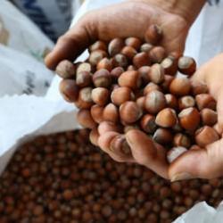 Ramazan Bayramı &ouml;ncesi fındık fiyatları 240 liraya geriledi