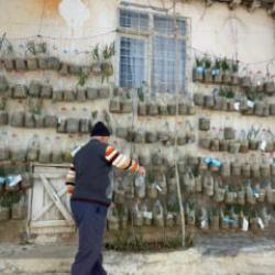 Tokatlı vatandaştan sıra dışı y&ouml;ntem: Evinin duvarında yetiştirdi