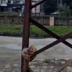 Trabzon'da sevimli baykuş sokak direğinde uyuya kaldı