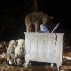 Uludağ&rsquo;da kış uykusundan uyanan ayı ailesi g&ouml;r&uuml;nt&uuml;lendi