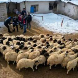 Van'da k&uuml;&ccedil;&uuml;kbaş hayvancılık devlet desteğiyle artıyor