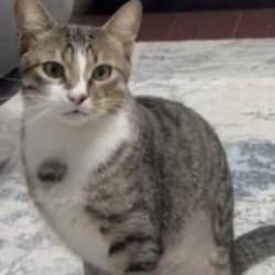 Zonguldak'ta 4 yıldır kusan kediye endoskopi yapıldı! İşte midesinden &ccedil;ıkan...