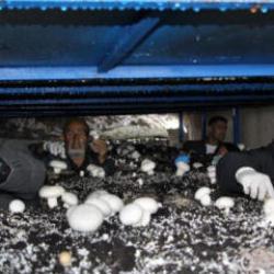 Dededen kalma mağaraya tesis kurdu: Yılda 3 ton &uuml;retiyor