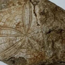 Denizli'de doğa y&uuml;r&uuml;y&uuml;ş&uuml; sırasında buldu! Ka&ccedil; yıllık olduğu bir sır 