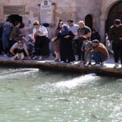En b&uuml;y&uuml;k doğal akvaryum! Şanlıurfa&rsquo;da g&uuml;neşli havayı g&ouml;ren Balıklıg&ouml;l&rsquo;e akın etti