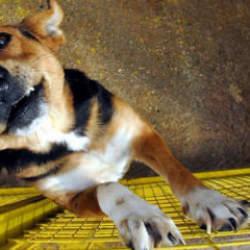 En eski k&ouml;pek DNA'sı T&uuml;rkiye'de bulundu