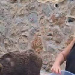 G&ouml;r&uuml;nt&uuml;ler Muğla'dan: Safiye Soyman kapısına gelen domuzu besledi