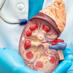 Her 400 kişide bir g&ouml;r&uuml;l&uuml;yor, belirti vermeden ilerliyor! Uzmanlardan b&ouml;brek uyarısı