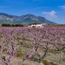 İlkbahar tarlaları pembeye boyadı: İzmir&rsquo;de şeftali ağa&ccedil;ları &ccedil;i&ccedil;ek a&ccedil;tı