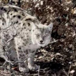 K&ouml;yl&uuml;n&uuml;n y&uuml;reği hopladı: &Ouml;ld&uuml;rmenin cezası 870 bin TL