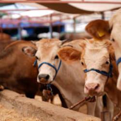 Kurbanlık fiyatları 2026 | B&uuml;y&uuml;kbaş ve k&uuml;&ccedil;&uuml;kbaş kg fiyatı