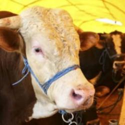 Kurbanlık pazarlıkları başladı: Fiyatlardaki y&uuml;kseliş dikkat &ccedil;ekti