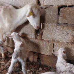 S&uuml;t rekortmeni Saanen ke&ccedil;iden besiciyi sevin&ccedil;ten havalara u&ccedil;uran doğum 