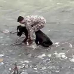 Siirt'te dereye d&uuml;şen buzağı polis tarafından kurtarıldı