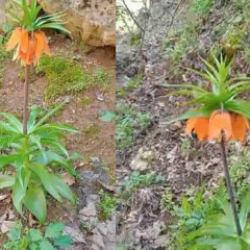 Tek bir dalı koparmanın cezası ikinci el araba fiyatına bedel