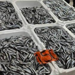 Tezgahlarda son g&uuml;nleri: Kilosu 150 lira