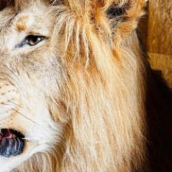 Trabzon Limanı'nda ele ge&ccedil;irildi: Tam 19 tane 