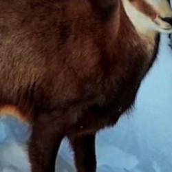 Tunceli kırsalı... Doğal yaşamda denklem değişiyor