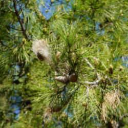 T&uuml;rkiye'nin yeni baş belası! Sakın dokunmayın: Sessiz tehlikeye karşı uzman isim uyardı
