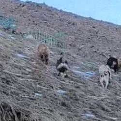 Yer: Hakkari! &Ccedil;oban k&ouml;pekleri ayıları kovaladı: İlgin&ccedil; anlar anbean kamerada