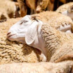 150 bin k&uuml;&ccedil;&uuml;kbaş dağıtılacak! İşte başvuru s&uuml;reci