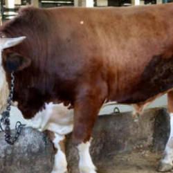 B&uuml;y&uuml;kbaş ve k&uuml;&ccedil;&uuml;kbaş piyasası belli oldu: İşte 2026 kurbanlık fiyatları