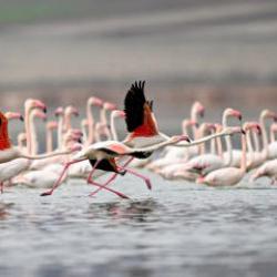 40 yıl sonra geri d&ouml;nd&uuml;ler: Kayseri Tuzla Palas G&ouml;l&uuml; flamingolarla yeniden şenlendi