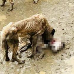 Bilecik'te izleyenin i&ccedil;ini sıkıştıran g&ouml;r&uuml;nt&uuml;: A&ccedil; kalan k&ouml;pekler birbirlerini yedi iddiası