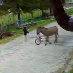 Evinin bah&ccedil;esinde oynayan k&uuml;&ccedil;&uuml;k kıza eşek saldırdı