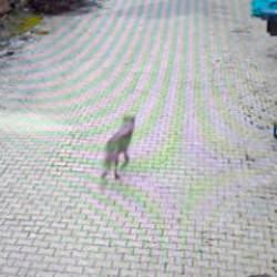 Feke'de yerleşim alanına inen kurt g&ouml;r&uuml;nt&uuml;lendi