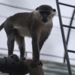 Firari maymun ikinci kez yakalandı! 