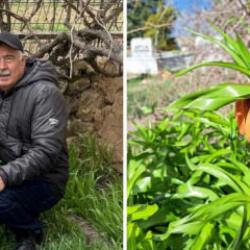 Dokunması bile yasak... Koparan 700 bin TL &ouml;der!