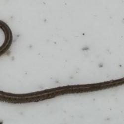 Hakkari'de su arızası sırasında ortaya &ccedil;ıktı! G&ouml;r&uuml;nt&uuml;s&uuml; ve c&uuml;ssesi &uuml;rk&uuml;tt&uuml; 