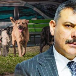 İ&ccedil;işleri Bakanı'ndan sokak hayvanları a&ccedil;ıklaması: Y&uuml;zde 75'i toplandı