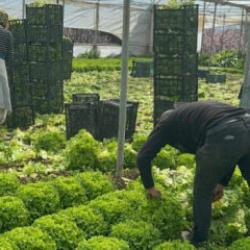 Ge&ccedil;en yıl tanesi 5 liraydı! Kıvırcık bu sene y&uuml;zleri g&uuml;ld&uuml;rd&uuml;