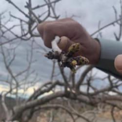 Kar ve yağmur bereketi: Antep fıstığında kuraklık endişesi ge&ccedil;ti