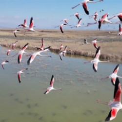 Onlardan biriymiş gibi! Flamingo s&uuml;r&uuml;s&uuml; g&ouml;renleri mest etti