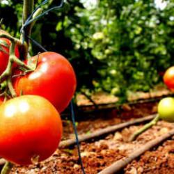 Tarlada "bedava" olan domatesin İstanbul'a girişi 20 TL!