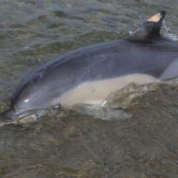 Trabzon'da &ouml;l&uuml; yunus sahile vurdu