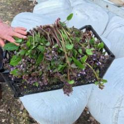 Zılbıt pazarlarda ilgi g&ouml;r&uuml;yor