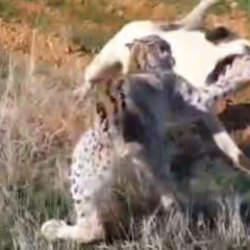 Malatya'da nefes kesen anlar: Vaşak ile k&ouml;peğin kavgasını vatandaşlar ayırdı