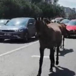 Tekirdağ trafiğinde başıboş at paniği s&uuml;r&uuml;c&uuml;lere zor anlar yaşattı