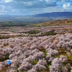 Darende&rsquo;de g&ouml;rsel ş&ouml;len: Kayısı ağa&ccedil;ları beyaz &ouml;rt&uuml;yle kaplandı