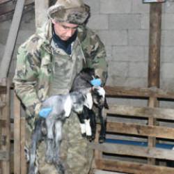 Doğum s&uuml;recinde hayvanları &ouml;lmesin diye uyguladı: &Ccedil;&ouml;z&uuml;me bakan gıpta etti!