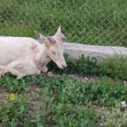 Elazığ'da kamera &ouml;yle bir g&ouml;r&uuml;nt&uuml; kaydetti ki! &Ouml;ld&uuml;rmenin cezası 720 bin TL