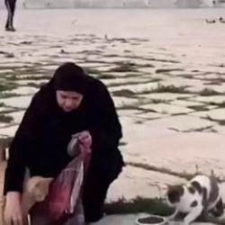 Filistinliler 41 g&uuml;nl&uuml;k yokluğun ardından Mescid-i Aksa&rsquo;nın kedilerini besledi