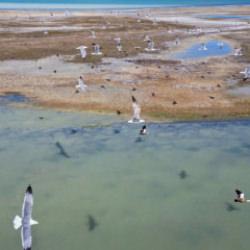 Gizemli misafir: Kırmızı listedeki dikkuyruk Van G&ouml;l&uuml;&rsquo;nde ortaya &ccedil;ıktı