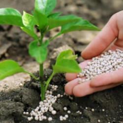 G&uuml;bre krizi, k&uuml;resel gıda &uuml;retimini tehdit ediyor